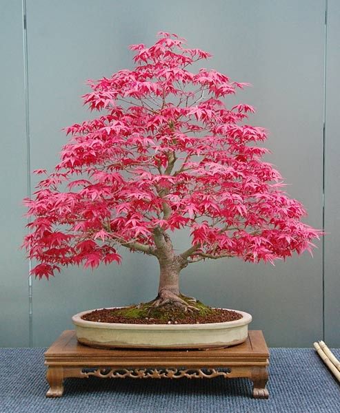 Picture of Canada Mini Red Maple Bonsai Maple Tree-15 Pcs Seeds