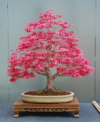 Picture of Canada Mini Red Maple Bonsai Maple Tree-15 Pcs Seeds