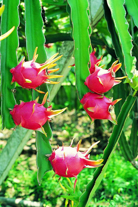 Picture of 20 Pcs Natural Dragon Pitaya Fruit Seeds - 20 Pcs Seeds  Seeds Type: Fruits Organic Plant Seed Seed For: Dragon Fruit Suitable For: Indoor/Outdoor Climate: Subtropics Cultivating Difficulty Degree: Regular Germination Rate: 80%-95%