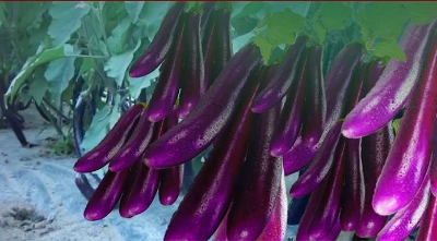 Picture of 15pieces Eggplant Seeds3