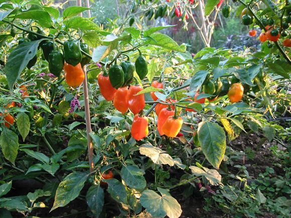 Picture of Pepper Seeds Hottest Pepper Plants World Hottest Pepper Chili Pepper Plants Home Garden -30Pcs seeds :