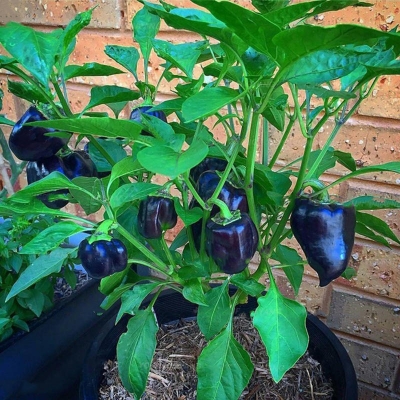 Picture of Pepper Seeds Hottest Pepper Plants World Hottest Pepper Chili Pepper Plants Home Garden -30Pcs seeds :