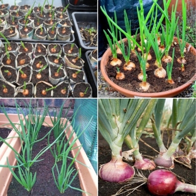 Picture of Onion Seeds  Seeds/ Rooftop gardening- 70Pcs  Imroved Quality Seeds Outdoor sowing Package Contents:Seed Pack Organic quality, hybrid quality Organic Seeds
