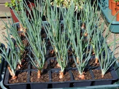 Picture of Onion Seeds  Seeds/ Rooftop gardening- 70Pcs  Imroved Quality Seeds Outdoor sowing Package Contents:Seed Pack Organic quality, hybrid quality Organic Seeds