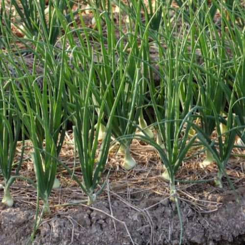 Picture of Onion Seeds  Seeds/ Rooftop gardening- 70Pcs  Imroved Quality Seeds Outdoor sowing Package Contents:Seed Pack Organic quality, hybrid quality Organic Seeds