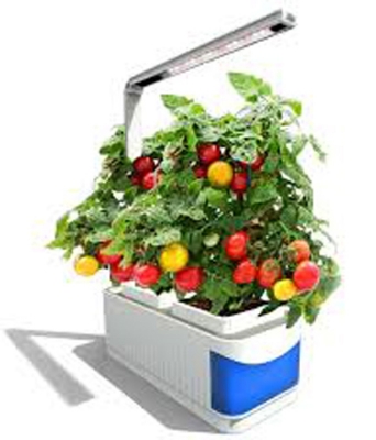 Picture of Bigin Indoor 10 Pcs Herb Hydroponics Plants Seeds Garden- 10Pcs seeds  Product Type:Bonsai Type: Blooming Plants Size:Medium Flowerpot:Excluded Cultivating Difficulty Degree:Very Easy Style:Perennial Climate: Temperate Brand Name:None Function: Beautifyin