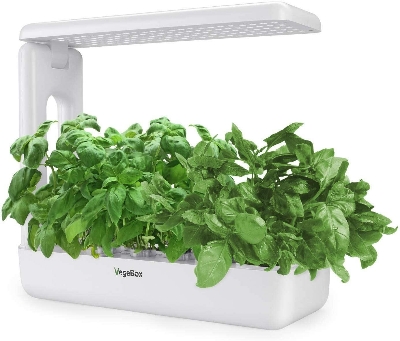 Picture of Bigin Indoor 10 Pcs Herb Hydroponics Plants Seeds Garden- 10Pcs seeds  Product Type:Bonsai Type: Blooming Plants Size:Medium Flowerpot:Excluded Cultivating Difficulty Degree:Very Easy Style:Perennial Climate: Temperate Brand Name:None Function: Beautifyin