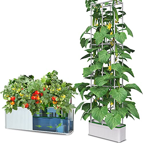 Picture of Bigin Indoor 10 Pcs Herb Hydroponics Plants Seeds Garden- 10Pcs seeds  Product Type:Bonsai Type: Blooming Plants Size:Medium Flowerpot:Excluded Cultivating Difficulty Degree:Very Easy Style:Perennial Climate: Temperate Brand Name:None Function: Beautifyin