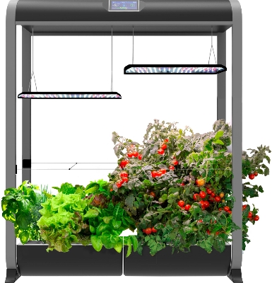 Picture of Bigin Indoor 10 Pcs Herb Hydroponics Plants Seeds Garden- 10Pcs seeds  Product Type:Bonsai Type: Blooming Plants Size:Medium Flowerpot:Excluded Cultivating Difficulty Degree:Very Easy Style:Perennial Climate: Temperate Brand Name:None Function: Beautifyin