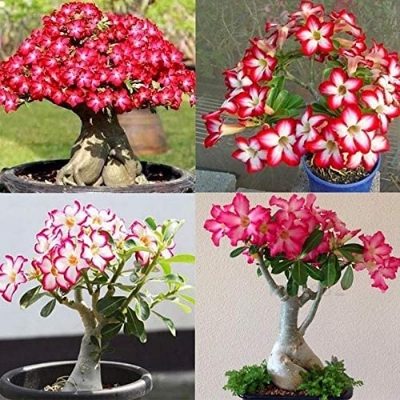 Picture of 5 Pcs Bonsai Multicolor Single Petal Adenium Obseum Seeds - 5pcs