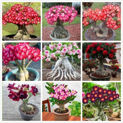 Picture of 5 Pcs Bonsai Multicolor Single Petal Adenium Obseum Seeds - 5pcs