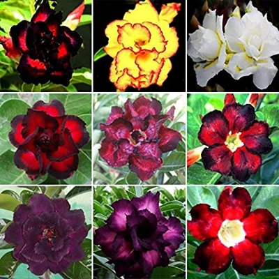 Picture of 5 Pcs Bonsai Multicolor Single Petal Adenium Obseum Seeds - 5pcs