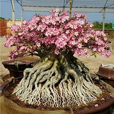 Picture of 5 Pcs Bonsai Multicolor Single Petal Adenium Obseum Seeds - 5pcs