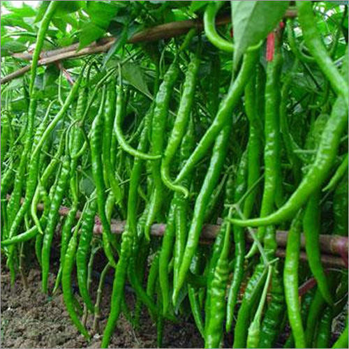 Picture of Jing Cai Zi Pepper bonsai 50 Pcs organic vegetable bonsais- 50Pcs seeds  Product Type:Bonsai Cultivating Difficulty Degree:Very Easy Style:Annual Flowerpot:Excluded Size:Mini Function:Interest Location:Courtyard Model Number:001 Classification:Mini Garden
