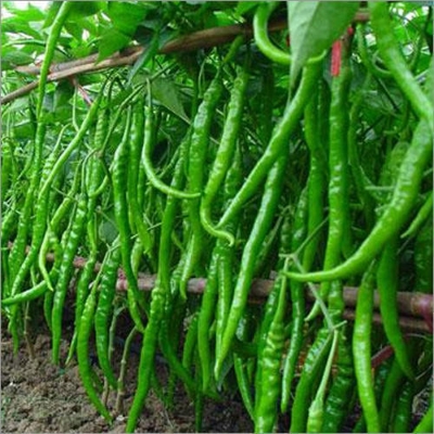 Picture of Jing Cai Zi Pepper bonsai 50 Pcs organic vegetable bonsais- 50Pcs seeds  Product Type:Bonsai Cultivating Difficulty Degree:Very Easy Style:Annual Flowerpot:Excluded Size:Mini Function:Interest Location:Courtyard Model Number:001 Classification:Mini Garden