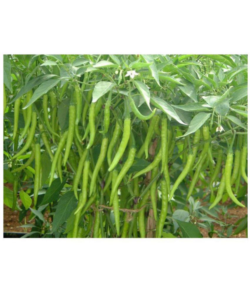Picture of Jing Cai Zi Pepper bonsai 50 Pcs organic vegetable bonsais- 50Pcs seeds  Product Type:Bonsai Cultivating Difficulty Degree:Very Easy Style:Annual Flowerpot:Excluded Size:Mini Function:Interest Location:Courtyard Model Number:001 Classification:Mini Garden