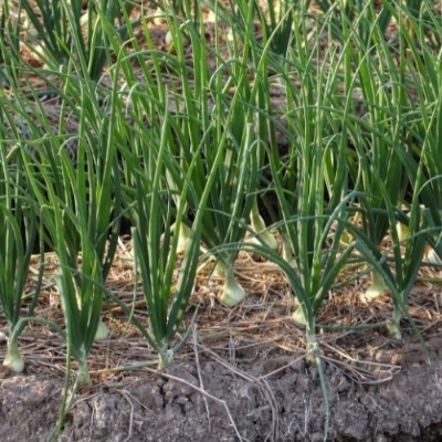 Picture of Imported F1 Hybrid Spring Cut Bunching Onion Seeds - 100 Piece  Spring onions are an excellent source of vitamin C and calcium. They are also a good source of dietary fibre and vitamins A and B6, thiamine, folate and minerals (potassium, copper, chromium,
