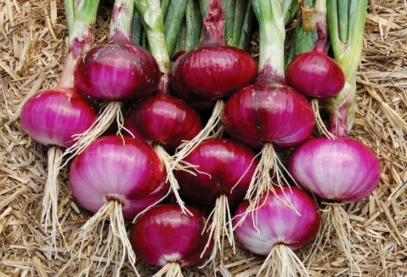 Picture of Imported F1 Hybrid Spring Cut Bunching Onion Seeds - 100 Piece  Spring onions are an excellent source of vitamin C and calcium. They are also a good source of dietary fibre and vitamins A and B6, thiamine, folate and minerals (potassium, copper, chromium,
