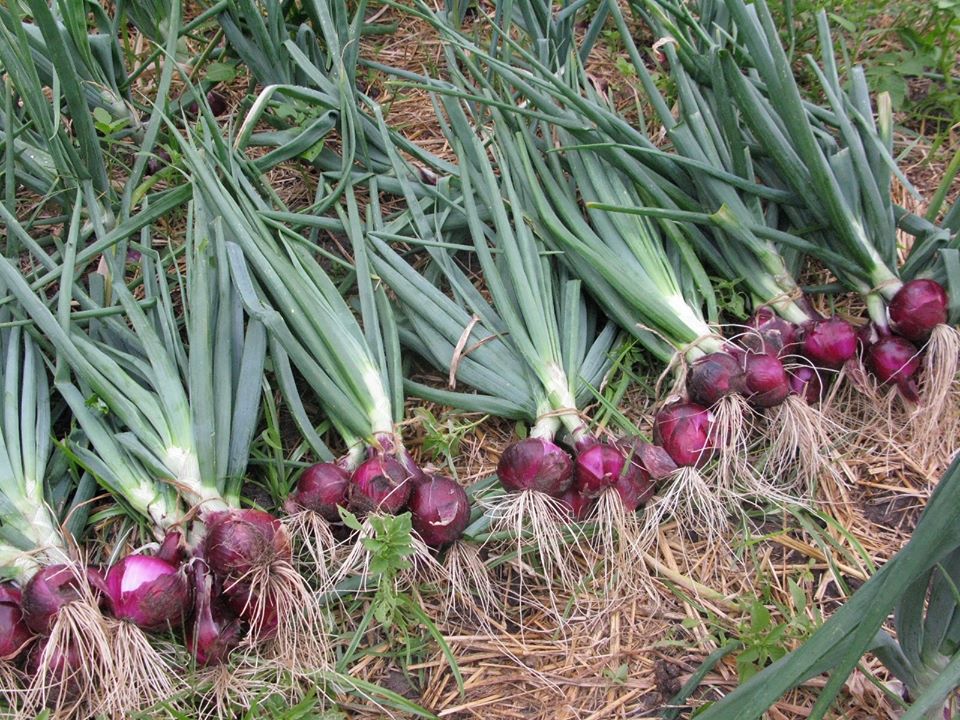 Picture of Imported F1 Hybrid Spring Cut Bunching Onion Seeds - 100 Piece  Spring onions are an excellent source of vitamin C and calcium. They are also a good source of dietary fibre and vitamins A and B6, thiamine, folate and minerals (potassium, copper, chromium,