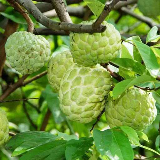 Picture of Sharifa Tree Seeds -10 Pcs seeds  Product Type:Bonsai Cultivating Difficulty Degree:Very Easy Flowerpot:Excluded Applicable Constellation:Pisces Location:Courtyard Climate:Temperate Brand Name:Mesprout Classification:Mini Garden Model Number:Apple Use:Out