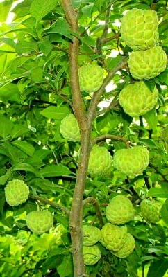 Picture of Sharifa Tree Seeds -10 Pcs seeds  Product Type:Bonsai Cultivating Difficulty Degree:Very Easy Flowerpot:Excluded Applicable Constellation:Pisces Location:Courtyard Climate:Temperate Brand Name:Mesprout Classification:Mini Garden Model Number:Apple Use:Out