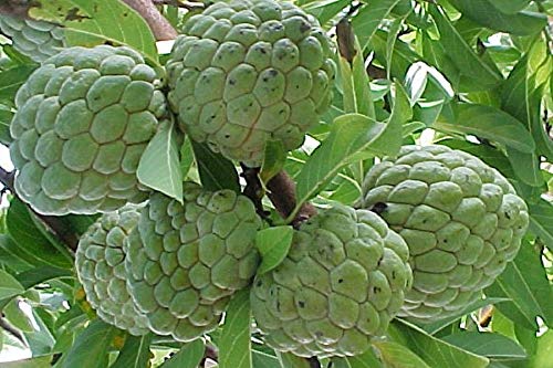 Picture of Sharifa Tree Seeds -10 Pcs seeds  Product Type:Bonsai Cultivating Difficulty Degree:Very Easy Flowerpot:Excluded Applicable Constellation:Pisces Location:Courtyard Climate:Temperate Brand Name:Mesprout Classification:Mini Garden Model Number:Apple Use:Out