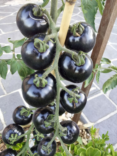 Picture of Chinese Black Hot Tomato  Seeds- 20Pcs Seeds