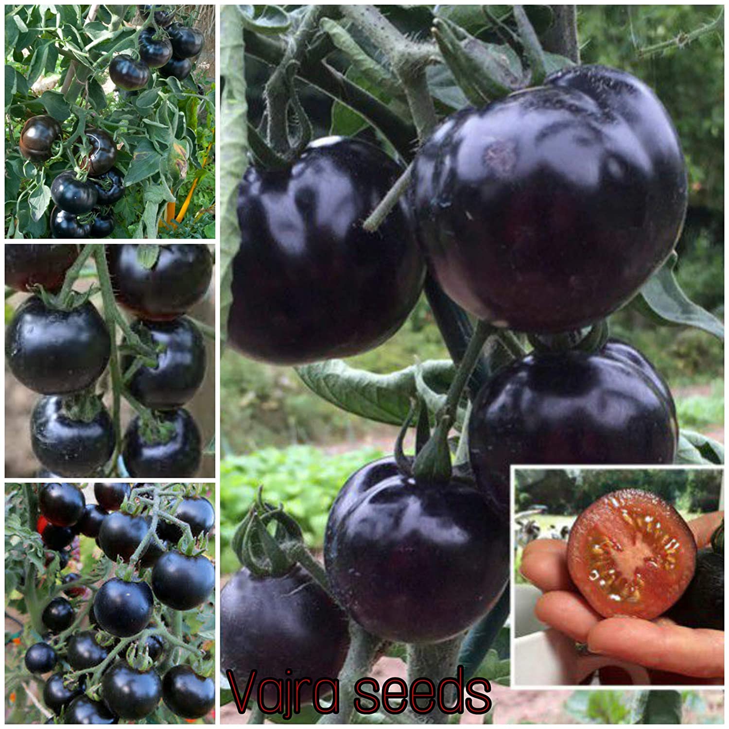 Picture of Chinese Black Hot Tomato  Seeds- 20Pcs Seeds