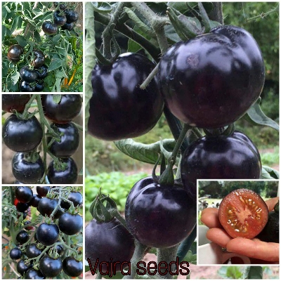 Picture of Chinese Black Hot Tomato  Seeds- 20Pcs Seeds