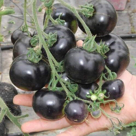 Picture of Chinese Black Hot Tomato  Seeds- 20Pcs Seeds