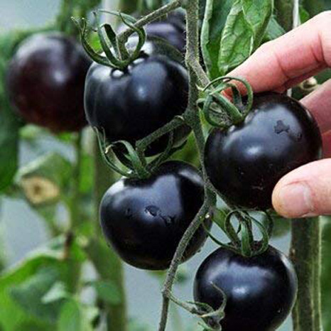 Picture of Chinese Black Hot Tomato  Seeds- 20Pcs Seeds