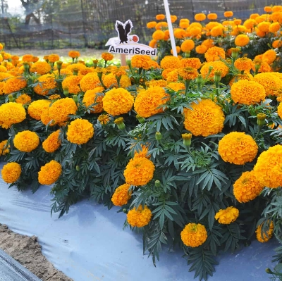 Picture of Indian Marigold African mixed- 20Pcs seeds  Full-bloom Period:summer Type:Blooming Plants Applicable Constellation:Virgo Flowerpot:Planted with Pot Cultivating Difficulty Degree:Very Easy Function:Beautifying Classification:Novel Plant Use:Indoor Plants S
