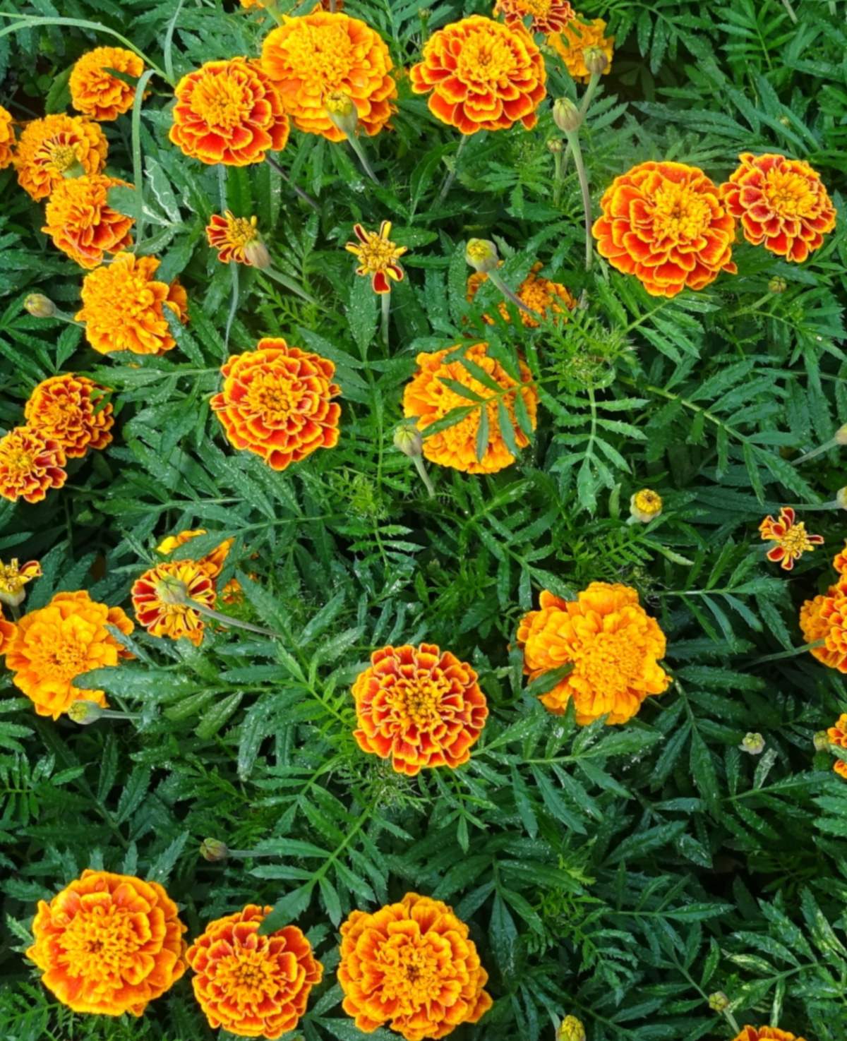 Picture of Indian Marigold African mixed- 20Pcs seeds  Full-bloom Period:summer Type:Blooming Plants Applicable Constellation:Virgo Flowerpot:Planted with Pot Cultivating Difficulty Degree:Very Easy Function:Beautifying Classification:Novel Plant Use:Indoor Plants S