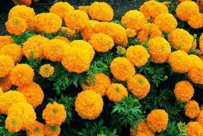 Picture of Indian Marigold African mixed- 20Pcs seeds  Full-bloom Period:summer Type:Blooming Plants Applicable Constellation:Virgo Flowerpot:Planted with Pot Cultivating Difficulty Degree:Very Easy Function:Beautifying Classification:Novel Plant Use:Indoor Plants S