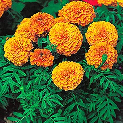 Picture of Indian Marigold African mixed- 20Pcs seeds  Full-bloom Period:summer Type:Blooming Plants Applicable Constellation:Virgo Flowerpot:Planted with Pot Cultivating Difficulty Degree:Very Easy Function:Beautifying Classification:Novel Plant Use:Indoor Plants S