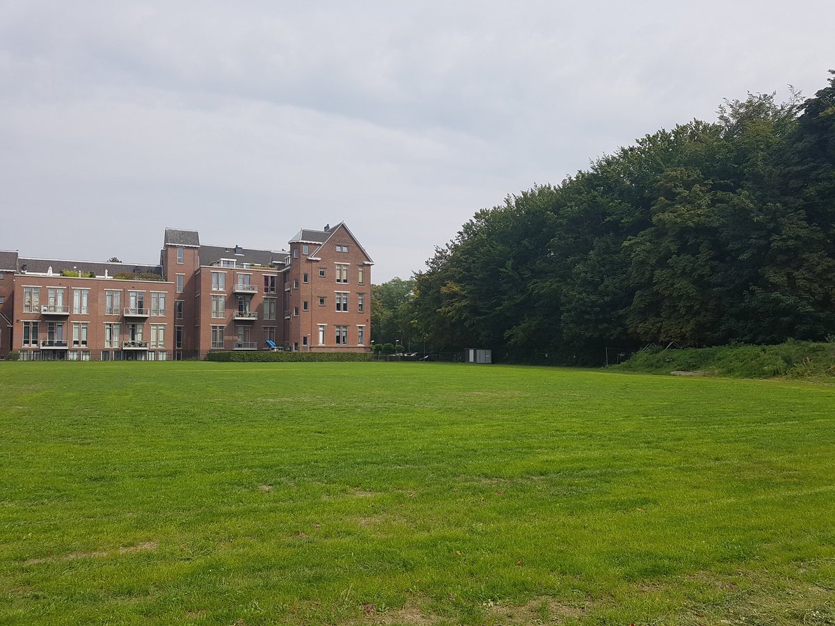 Picture of Imported Sports and Field Grass Seeds - 300+  Elephant grass is a major tropical grass. It is one of the highest yielding tropical grasses. It is a very versatile species