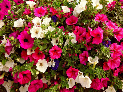 Picture of Petunia flower  - 40 Seeds