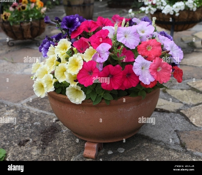Picture of Petunia flower  - 40 Seeds