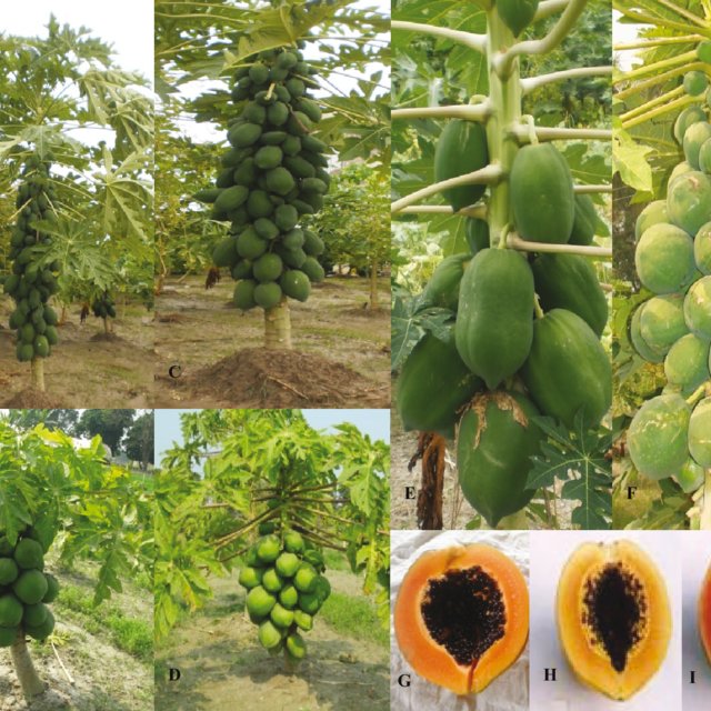 Picture of 10+ Papaya seeds