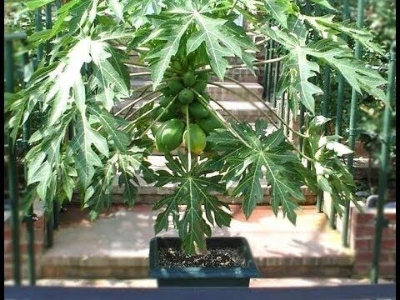 Picture of 10+ Papaya seeds