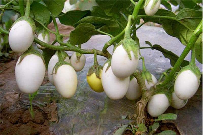 Picture of (White Egg Brinjal)15pcs Seeds/