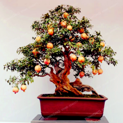 Picture of Pomegranate Tree Seeds -20pcs seeds(Imported Global Seeds)