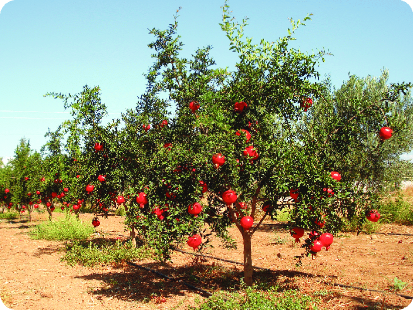 Picture of Pomegranate Tree Seeds -20pcs seeds(Imported Global Seeds)