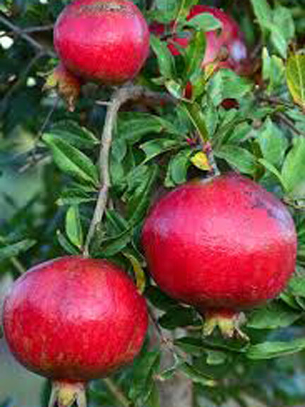 Picture of Pomegranate Tree Seeds -20pcs seeds(Imported Global Seeds)