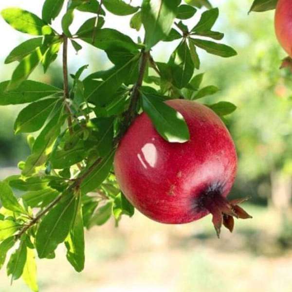 Picture of Pomegranate Tree Seeds -20pcs seeds(Imported Global Seeds)