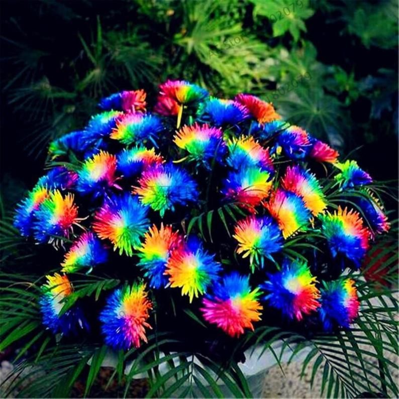 Picture of Rainbow Chrysanthemum Seeds -20 pcs seeds
