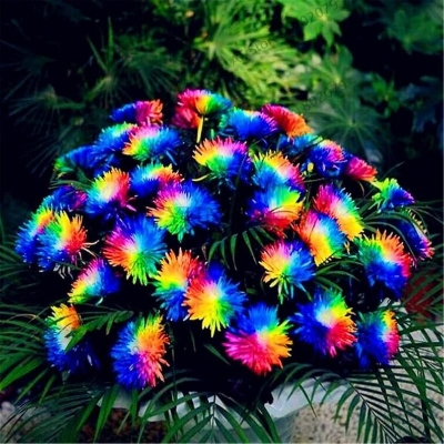 Picture of Rainbow Chrysanthemum Seeds -20 pcs seeds