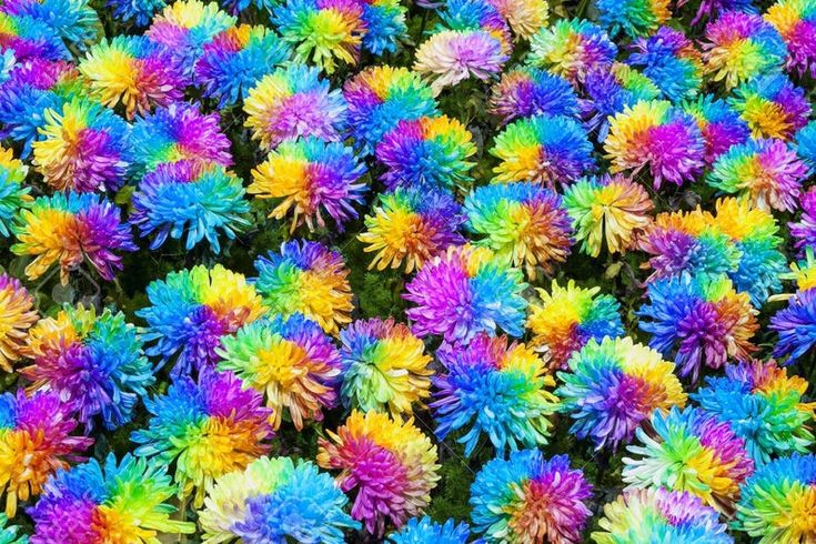 Picture of Rainbow Chrysanthemum Seeds -20 pcs seeds