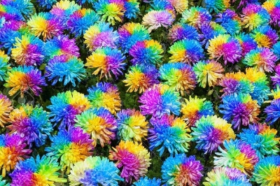 Picture of Rainbow Chrysanthemum Seeds -20 pcs seeds