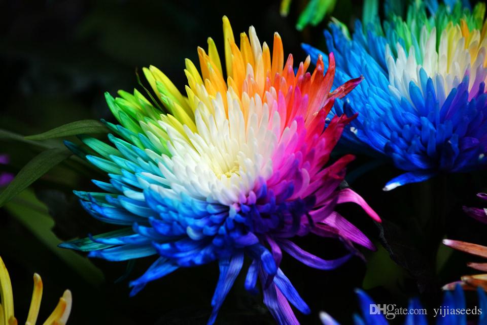 Picture of Rainbow Chrysanthemum Seeds -20 pcs seeds